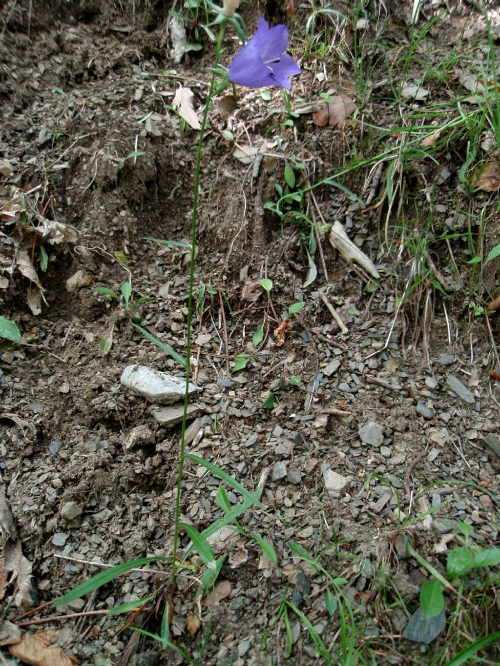 Campanula persicifolia e Campanula macrorhiza